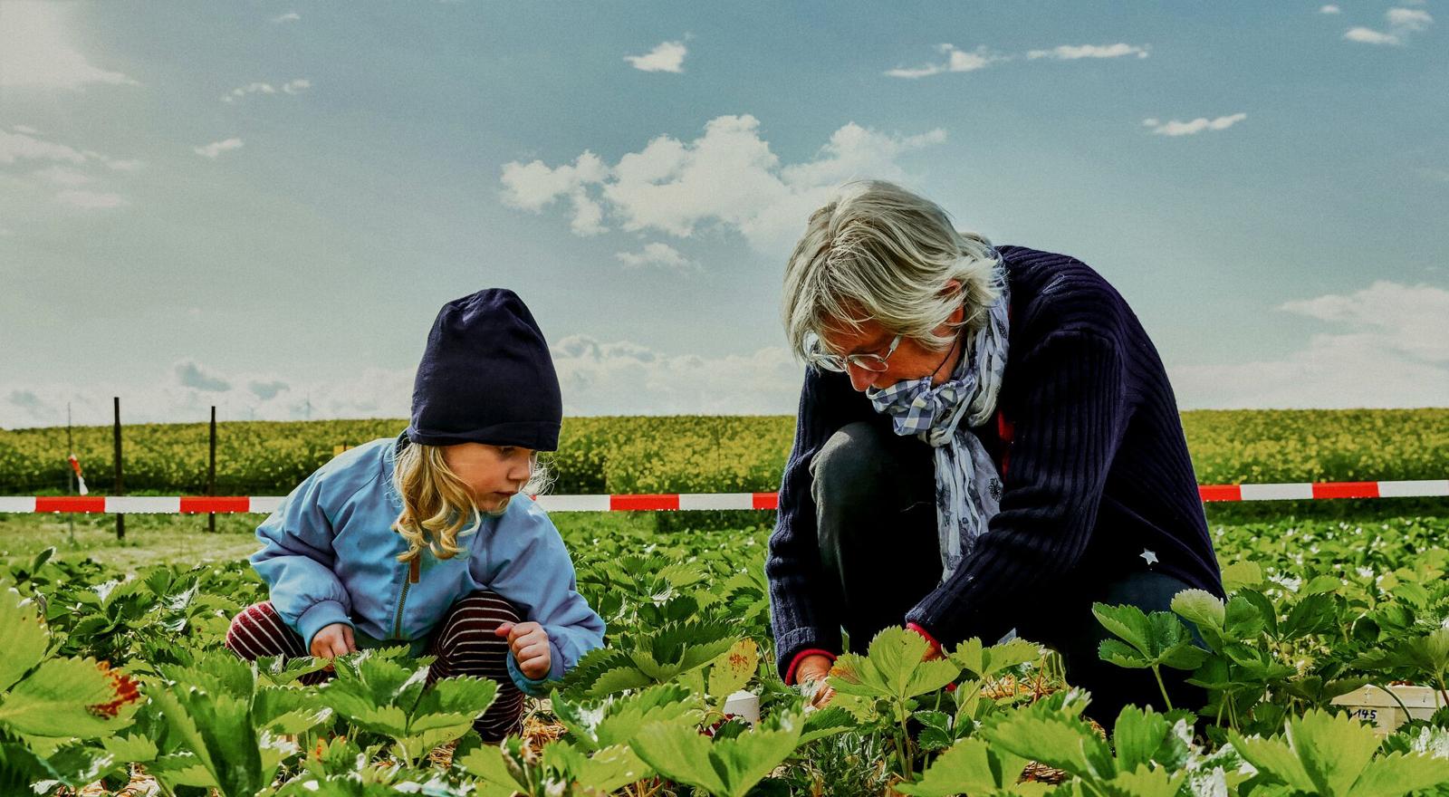 Large Web and Screen A young girl and an older woman are picking crops in an agricultural field